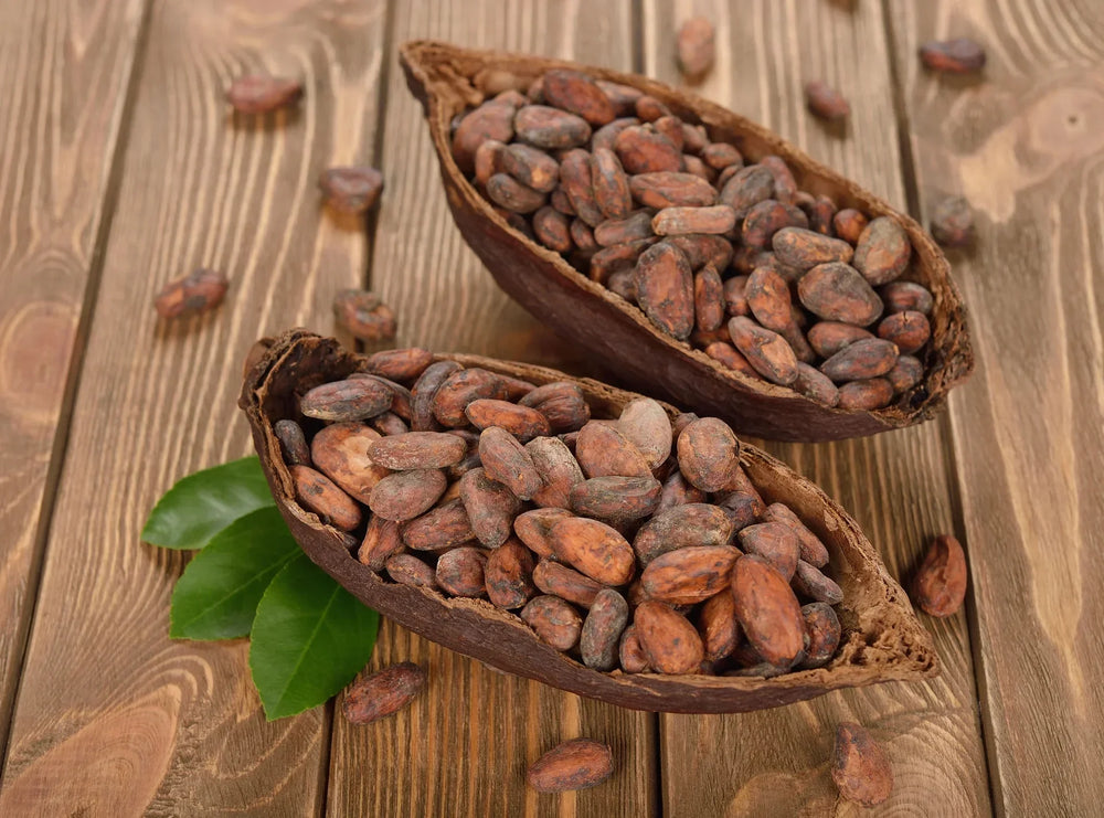 Fermented Cacao Beans: the Secret to Fine Chocolate