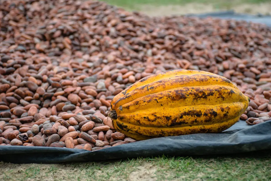 The Journey of Cacao: From Amazonian Farms to Cacao Lovers' Homes