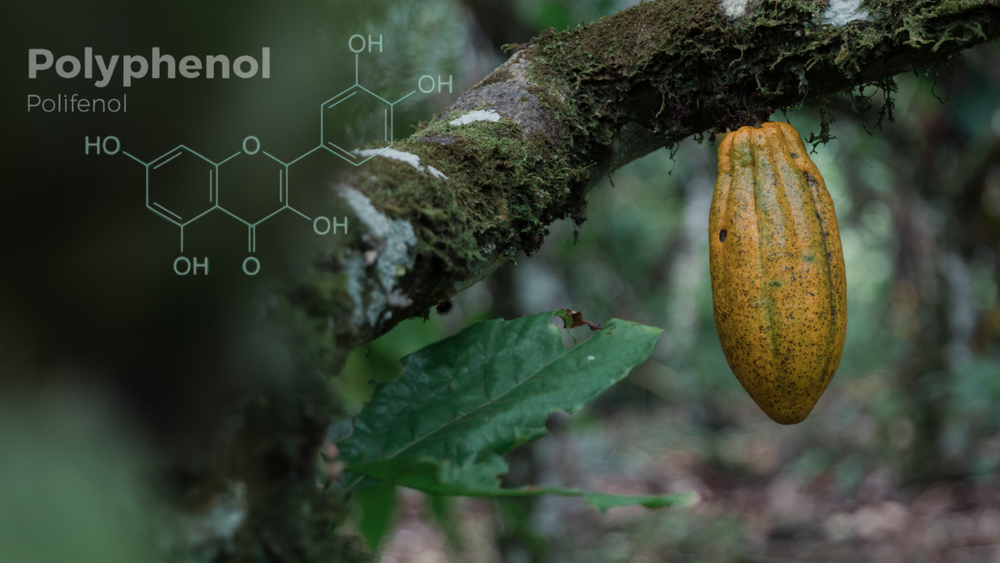 High‑Polyphenol Cacao: Where Flavor Meets Healthy Aging