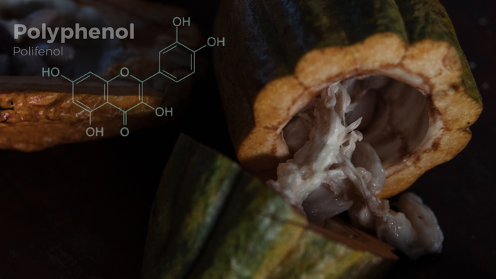 Cacao Polyphenols: The Science, Health Benefits, and Processing Truths