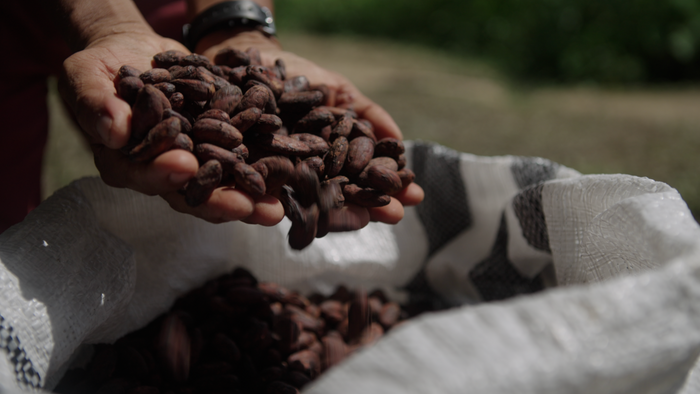 From Tree to Bar: What Are Chocolate Beans, Really?