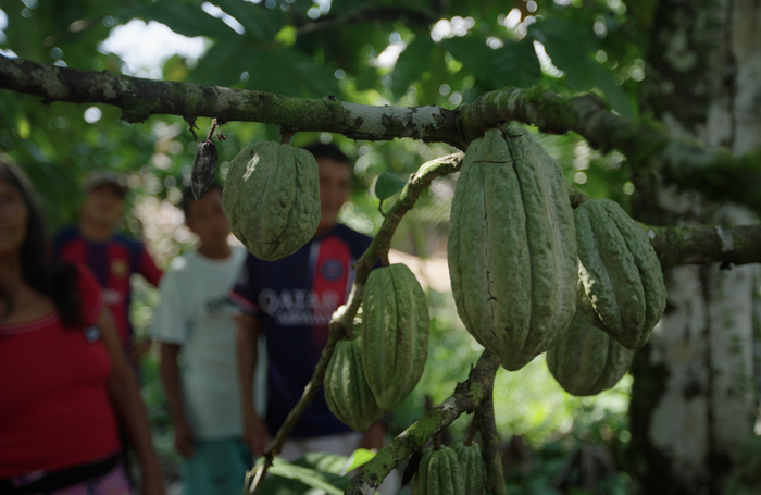 Where to find Authentic Ceremonial Cacao Near Me – Best Local & Online Sources