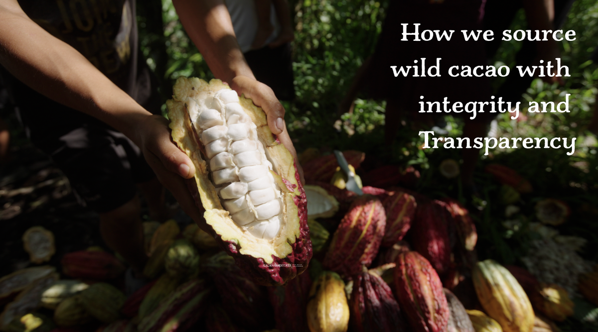 How Cacao Adventures Source Wild Cacao with Integrity and Transparency