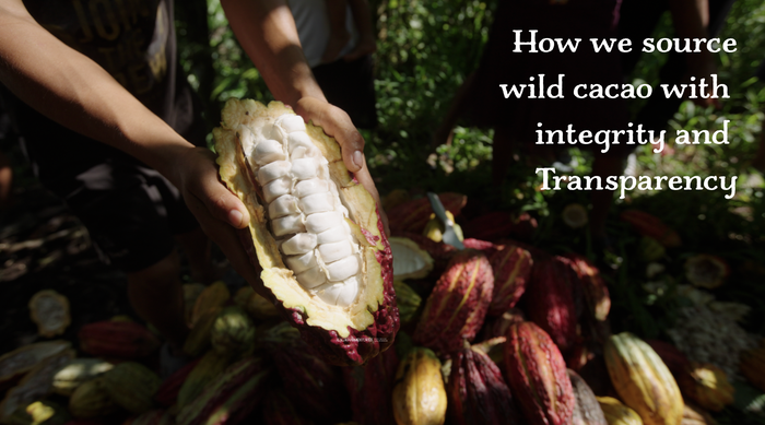 How Cacao Adventures Source Wild Cacao with Integrity and Transparency