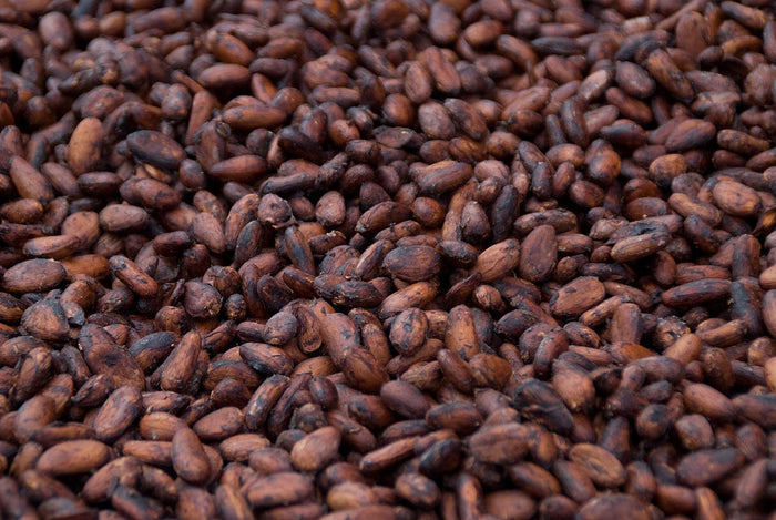 The Cacao Bean Quality Checklist: How to Inspect Beans Like a Professional