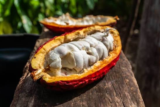 How Craft Chocolate Is Made, From Cacao Pod to Finished Bar