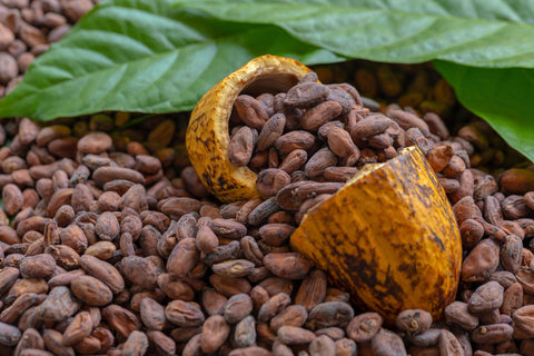 cacao beans image