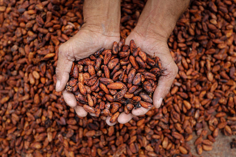 Organic Cacao Nibs: Why Is It So Powerful for Your Body?