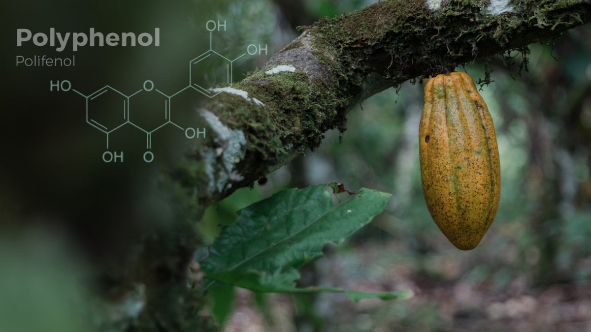 High‑Polyphenol Cacao: Where Flavor Meets Healthy Aging