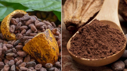 Looking for a Cocoa Shop? Why Cacao is What Your Body Actually Crave