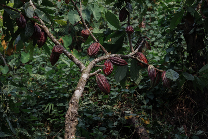From Seattle to the Peruvian Amazon: the VR Experience at the NW Chocolate Festival (Booth 520)