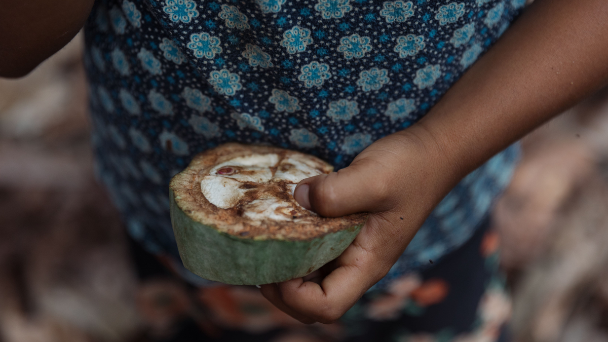 Cacao Antioxidants: Can It Actually Protect Your Organism?