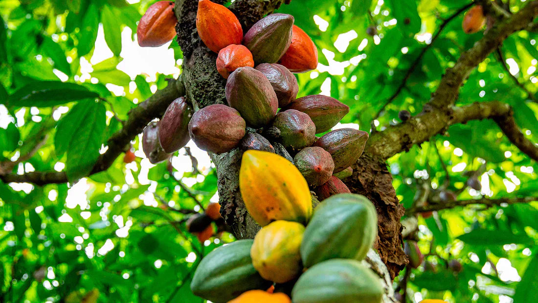 What is Fair Trade Cocoa? Moving Beyond the Label to True Sourcing Transparency