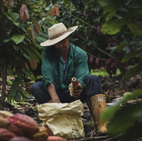 Ceremonial Cacao vs. Regular Cacao: Key Differences and Benefits