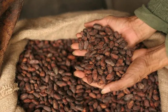 Theobroma Cacao Beans: what is it and where to buy