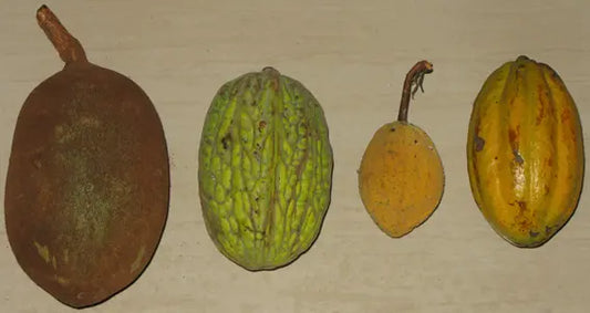 Cacao's Cousins: The Theobroma Genus