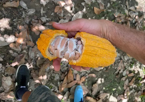 The power of ceremonial cacao: Ancient traditions and modern spirituality