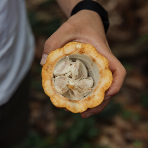 The Cacao Tasting Adventure
