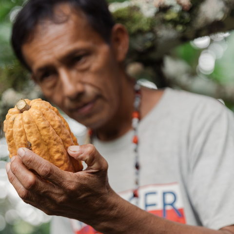 The Cacao Tasting Adventure