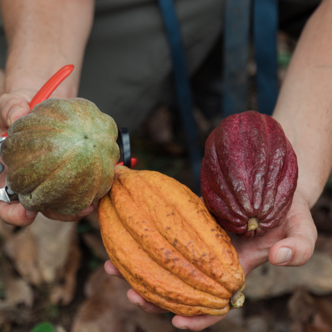 The Cacao Tasting Adventure
