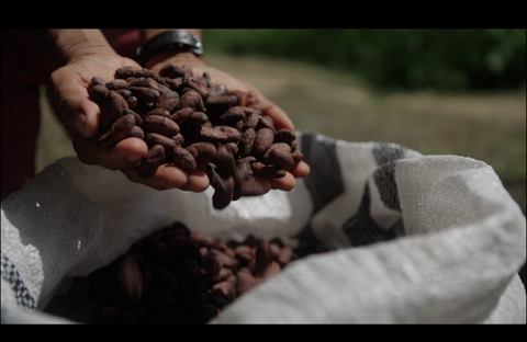 Hands holding dried cacao with a sack of more fruits in the background