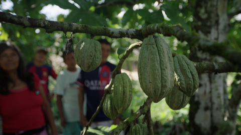 Cacao fruits hanging from a tree with people in the background