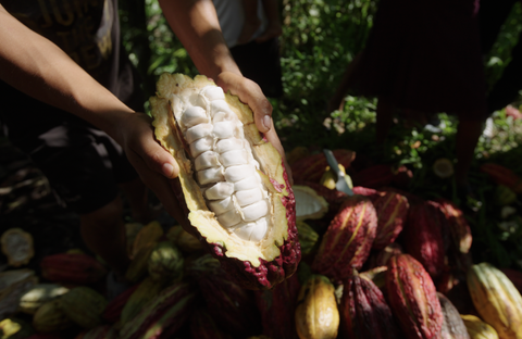 Cacao Adventures open cacao from last visit to the Awajun farms in March 2025
