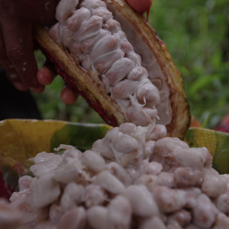 Cacao pod being opened to reveal white beans on a colorful cloth with a natural background.