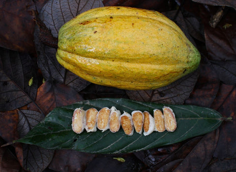 Cocoa pod and its cross-section on a leaf with dark background